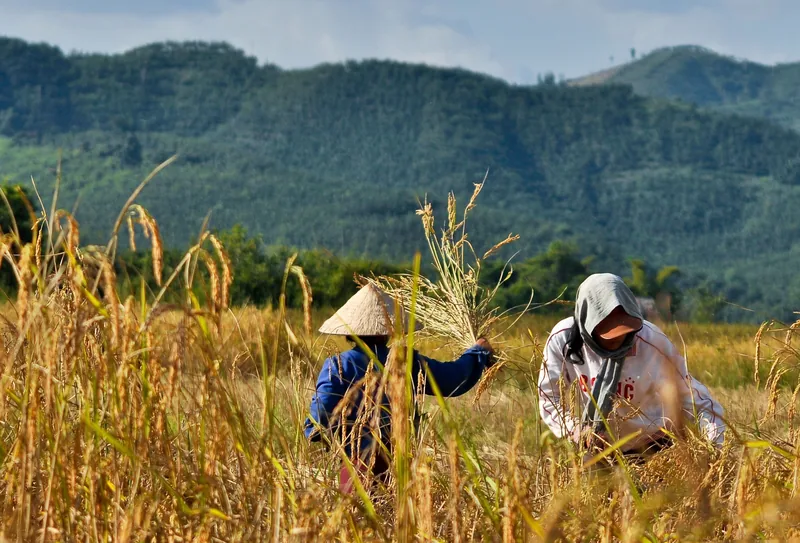 Farmers harvest golden rice by hand in a field with forested hills near Luang Namtha, Laos.