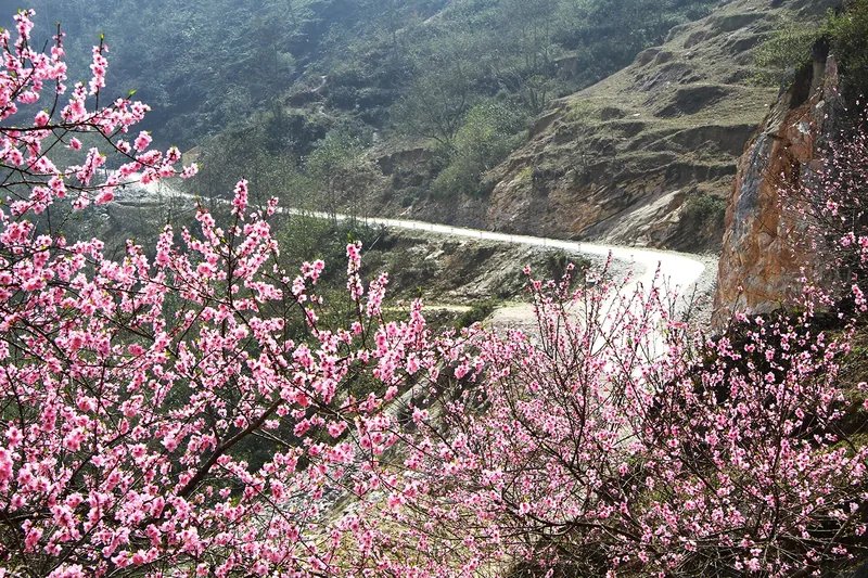 Pink peach blossoms frame a winding mountain road through the rocky Dong Van plateau in Ha Giang.