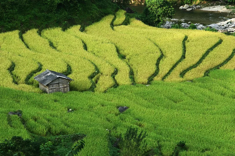 A wooden hut sits amid golden and green terraced rice fields beside a rocky stream in Hoang Su Phi, Ha Giang.