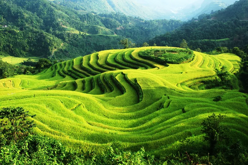Curving green rice terraces cascade down a mountainside in Hoang Su Phi, Ha Giang.