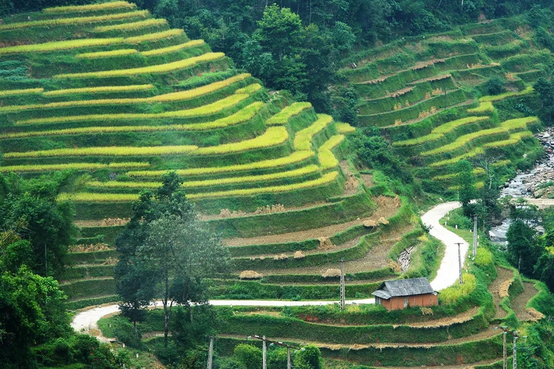Terraced rice fields cascade down steep hillsides with a winding road and small house in Hoang Su Phi.