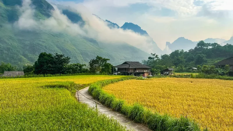 A stilt house sits amid golden rice terraces beneath misty limestone mountains in Ha Giang.