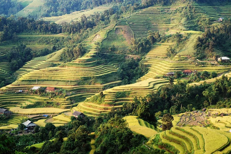 Golden terraced rice fields cascade down forested hillsides in Hoang Su Phi, Ha Giang.