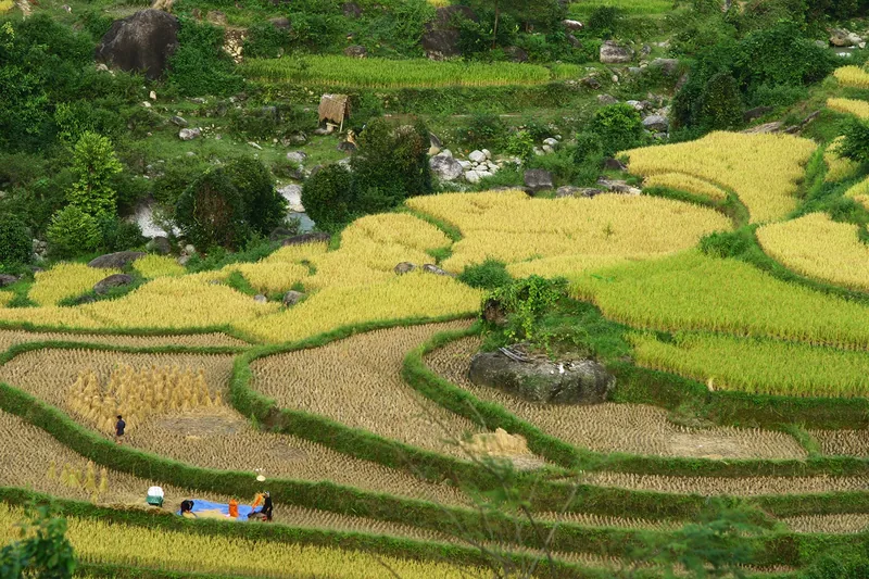 Golden terraced rice fields with farmers harvesting among boulders in Hoang Su Phi, Ha Giang.