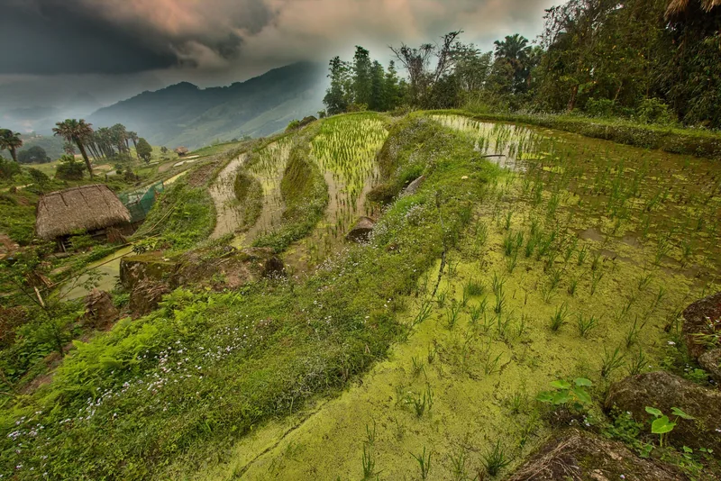 Water-filled rice terraces curve around a hillside near Lung Vai in Ha Giang under a stormy sky.