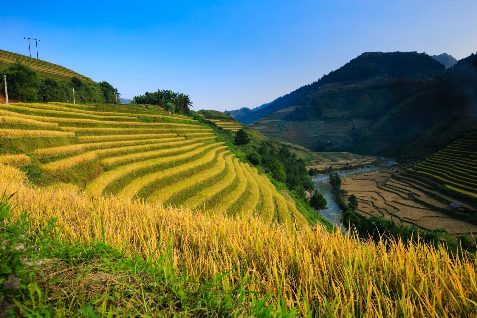 Golden terraced rice fields cascade down a valley in Hoang Su Phi, Ha Giang province.