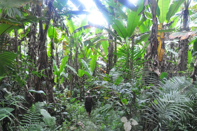 A hiker walks along a narrow trail through dense banana leaves and ferns in Nam Ha protected forest, Luang Namtha.
