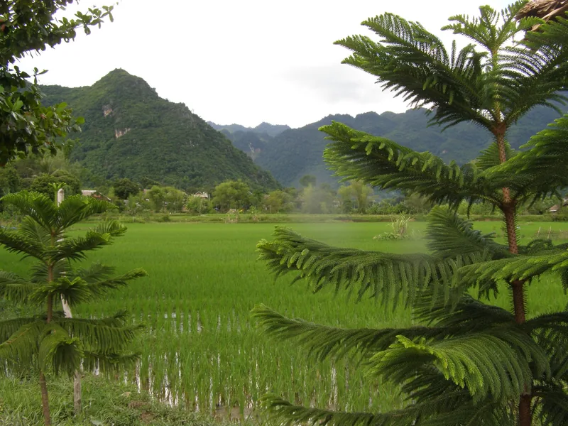 Green rice paddies stretch toward limestone mountains in Mai Chau valley, framed by pine branches.