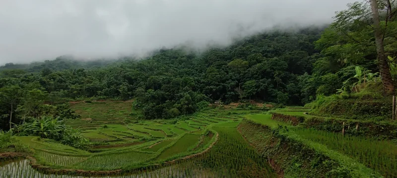 Terraced rice fields surrounded by misty forested hills in Mai Chau valley.