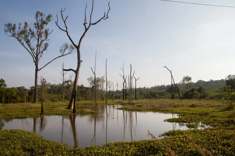 Bare dead trees stand reflected in a still wetland pond surrounded by grassland in Mondulkiri, Cambodia.