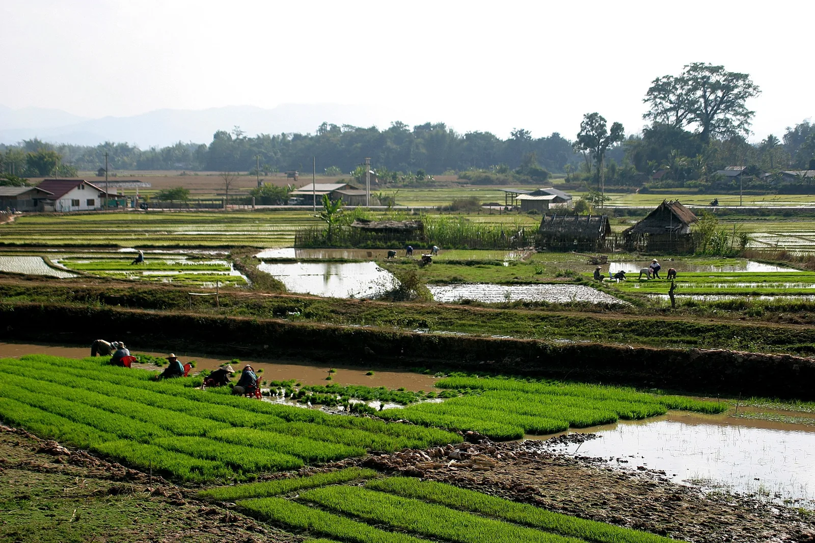 Farmers plant rice seedlings in flooded paddies near Luang Namtha, Laos.