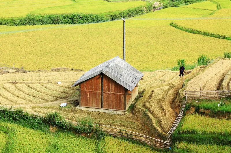 A wooden hut sits among golden terraced rice fields near Y Ty in Sapa, Lao Cai.