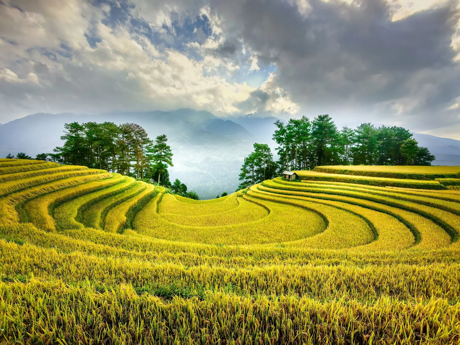 Golden terraced rice fields curve around a small hut under a cloudy sky in Mu Cang Chai.