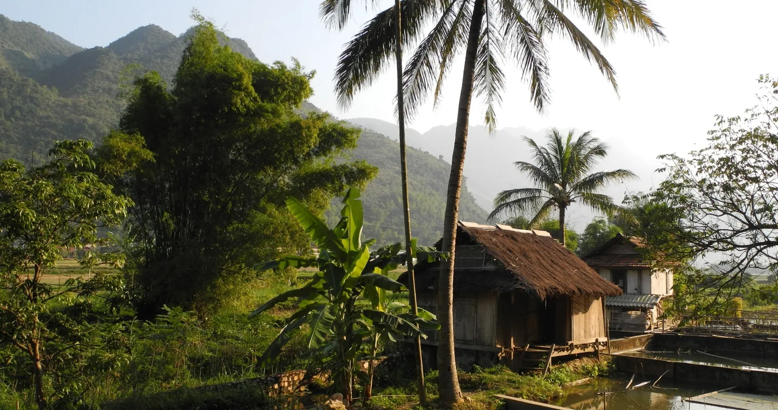 A thatched-roof stilt house sits among palm trees and rice fields with limestone mountains behind in Mai Chau.