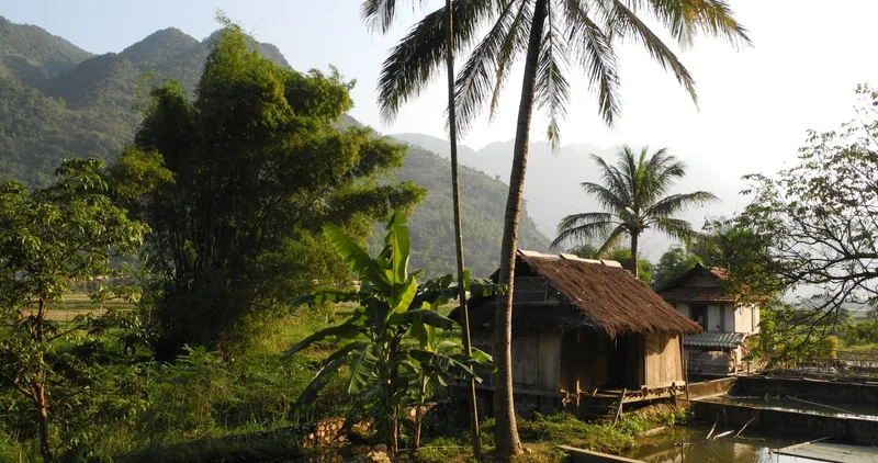 A thatched-roof stilt house sits among palm trees and rice fields with limestone mountains behind in Mai Chau.